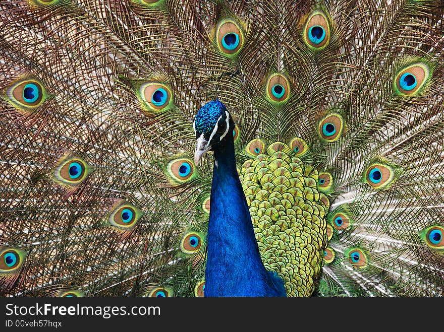 A Chinese green peafowl spreads its long beautiful tail feathers. A Chinese green peafowl spreads its long beautiful tail feathers.