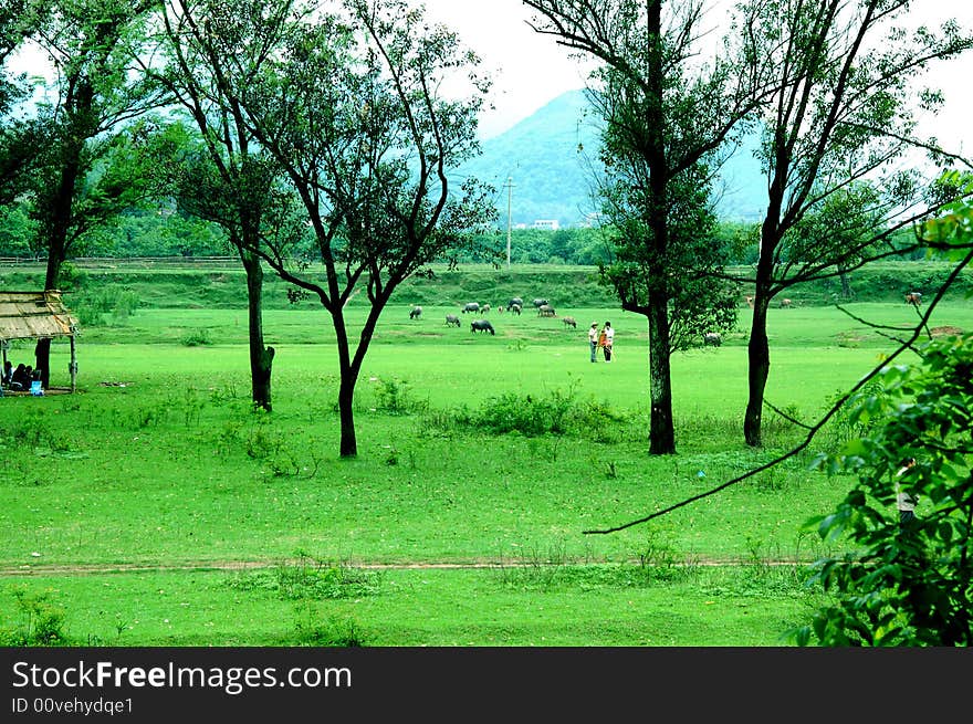 Spring Grass Land