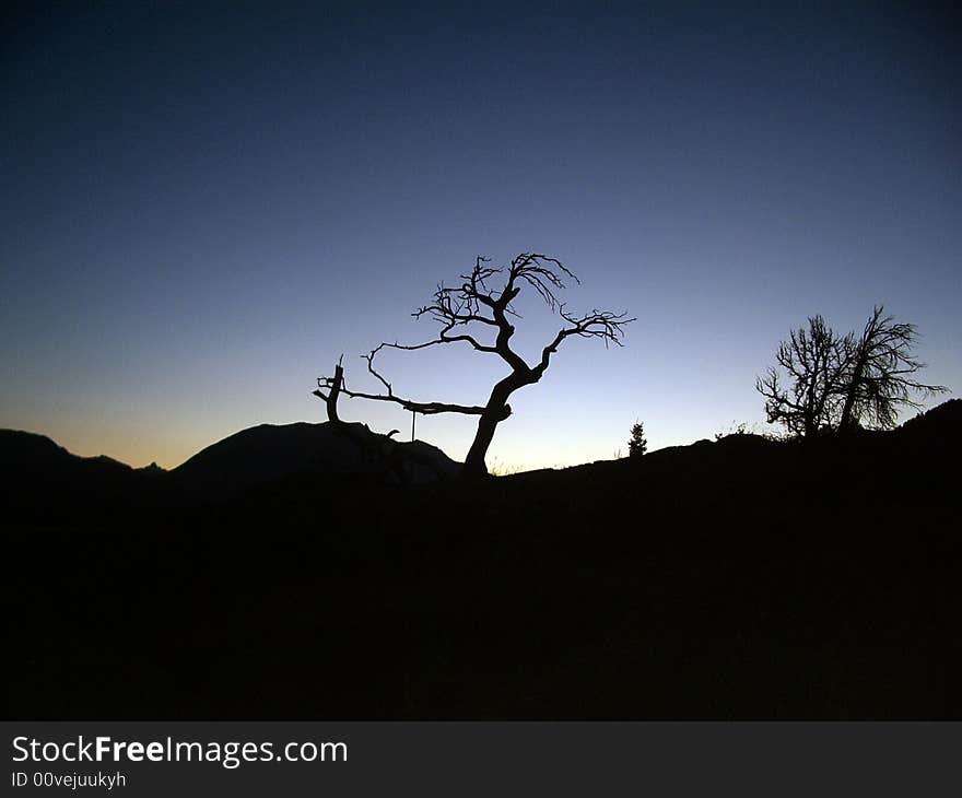 Frank Slide Tree