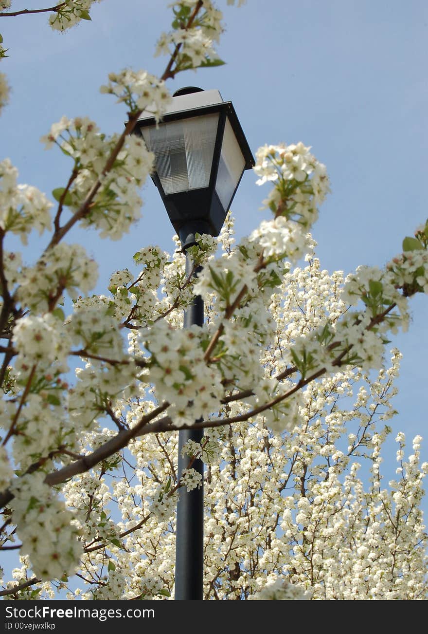 This lamppost poses itself elegantly among the blossoms of these spring trees. This lamppost poses itself elegantly among the blossoms of these spring trees.