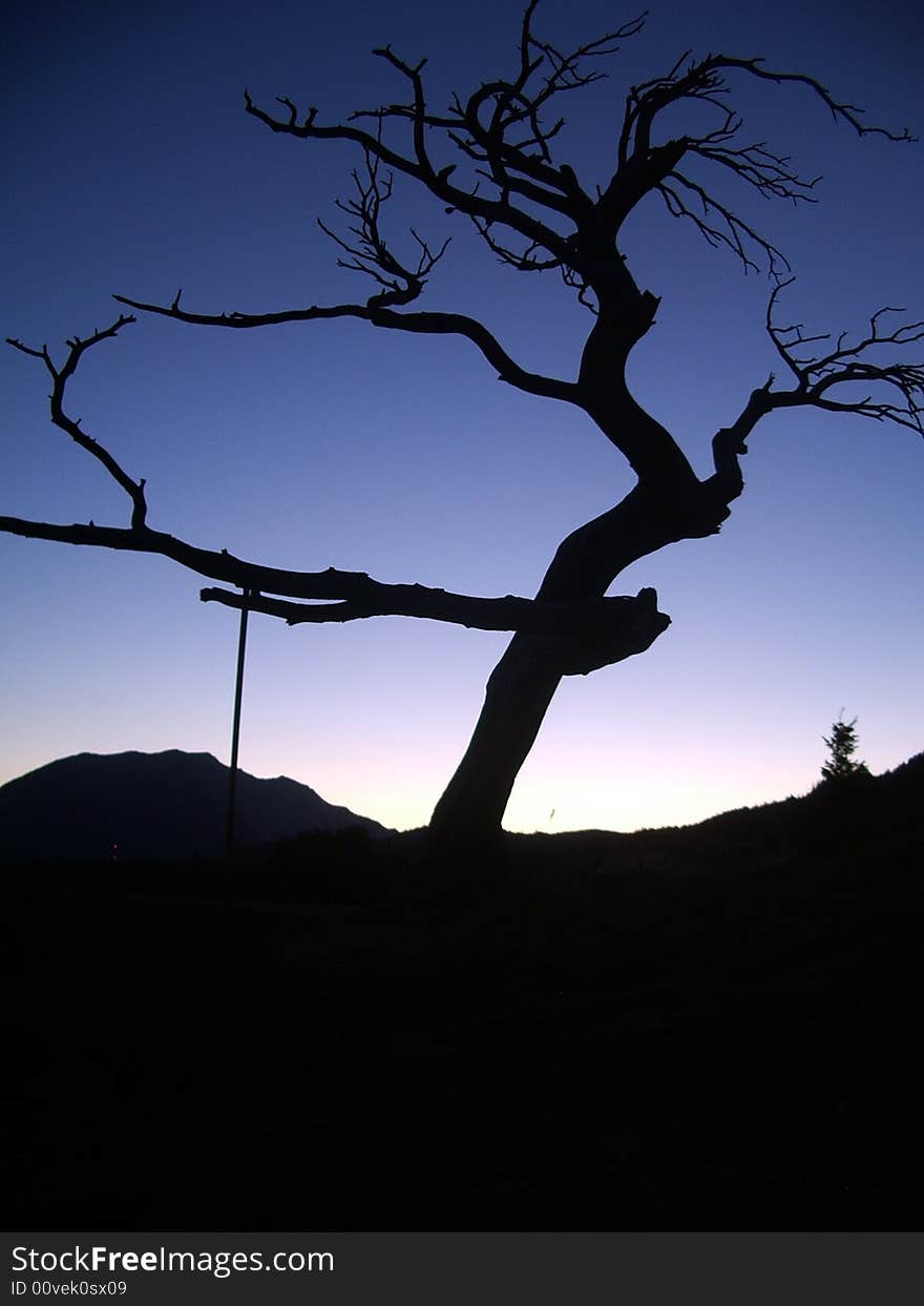 Frank Slide Tree 2