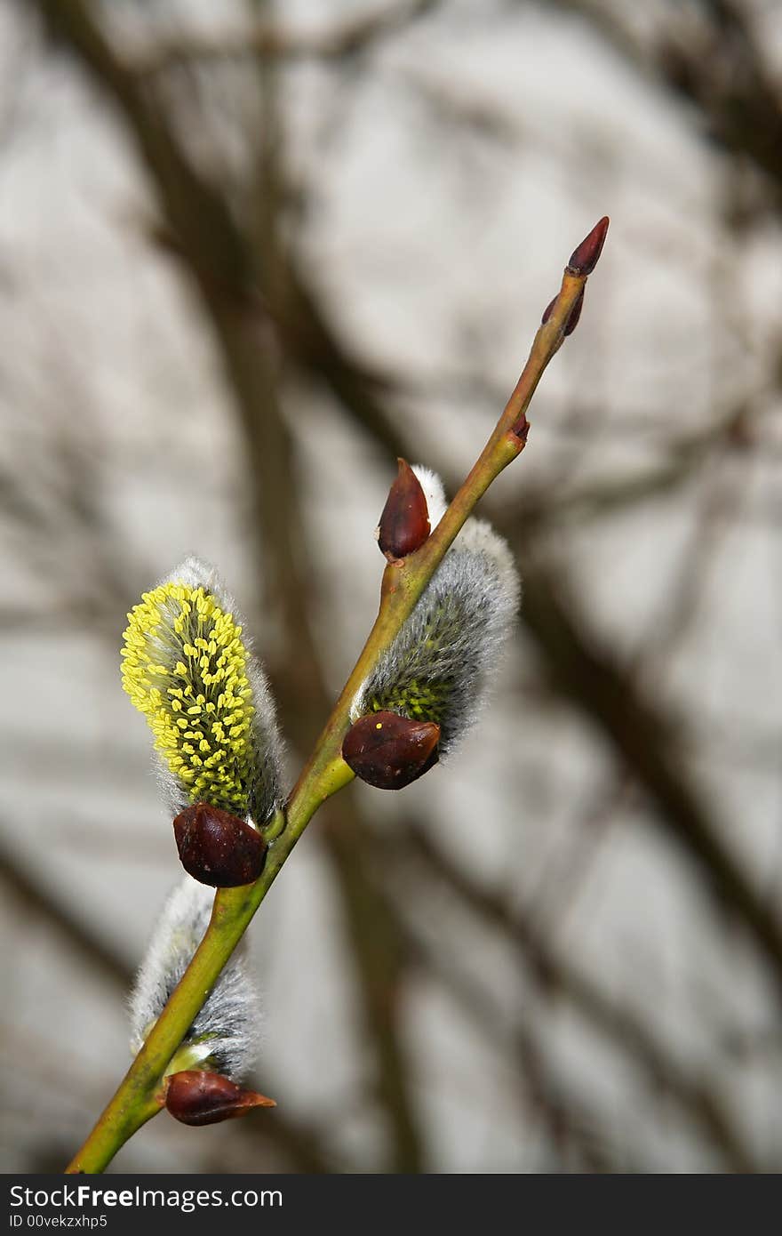 Spring pussy-willow