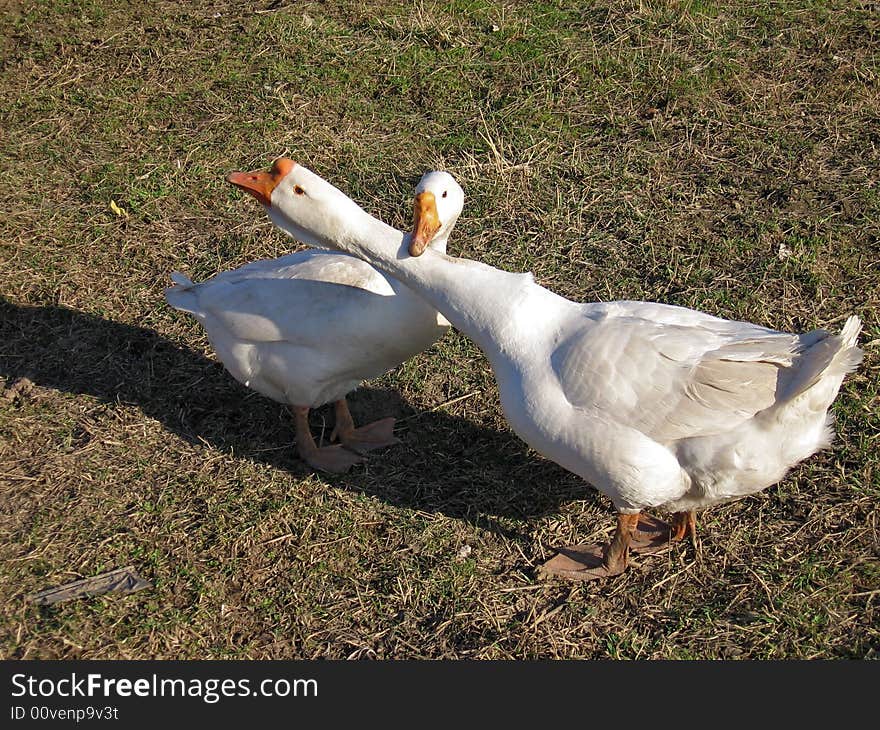 Pair of geese on farm in beginning of spring