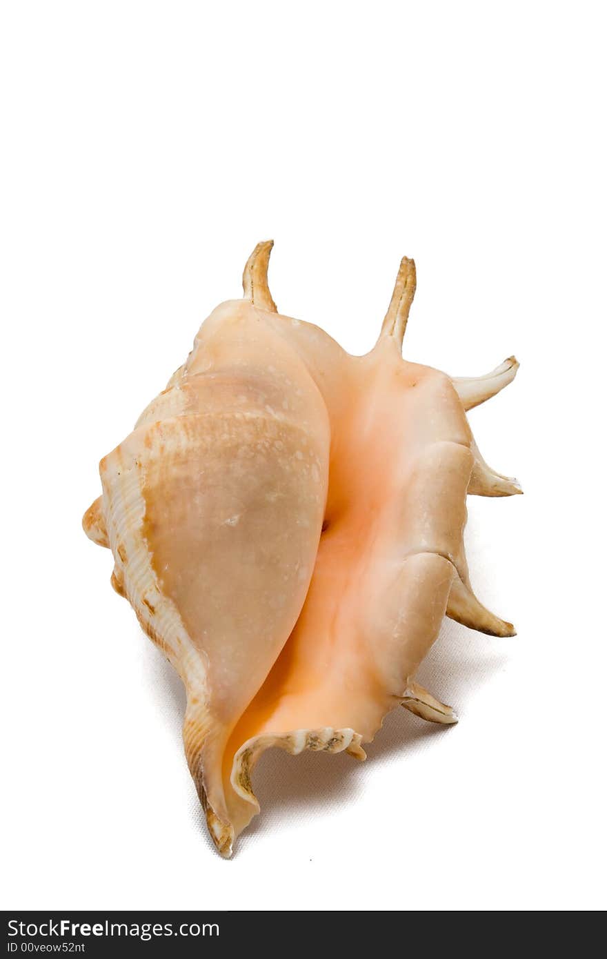 Shell on a white background. Shell on a white background