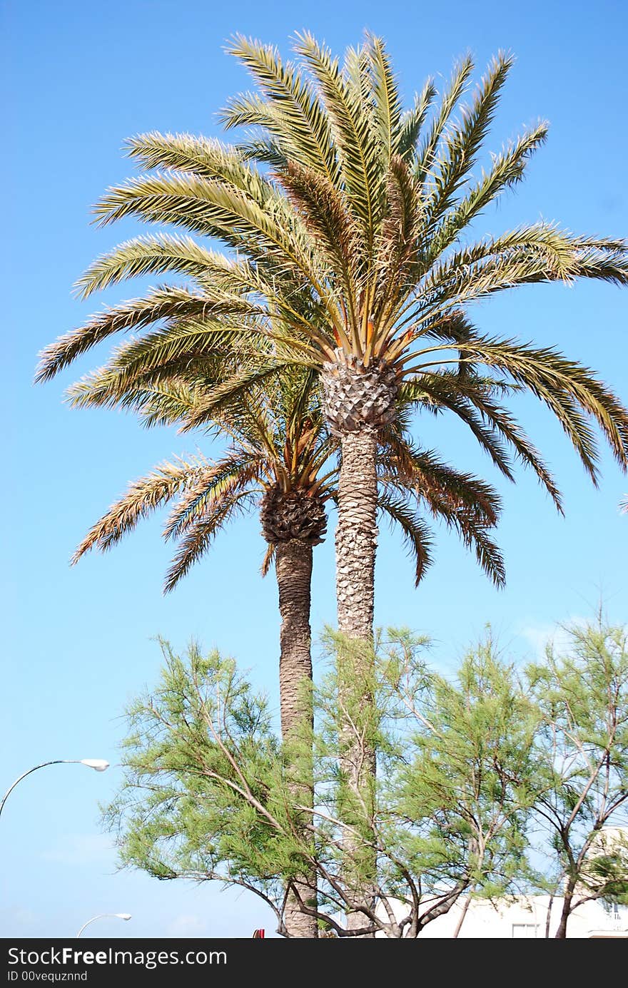 Two high palms