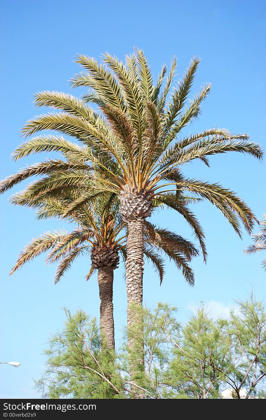 Palms Of Palma De Mallorca