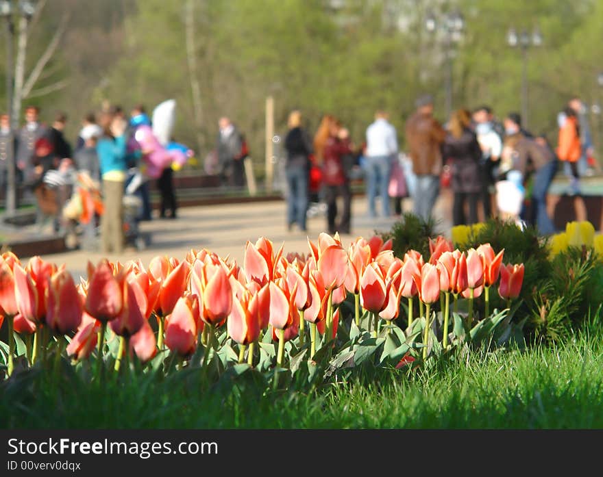 Bed of bright tulips in the spring. Bed of bright tulips in the spring