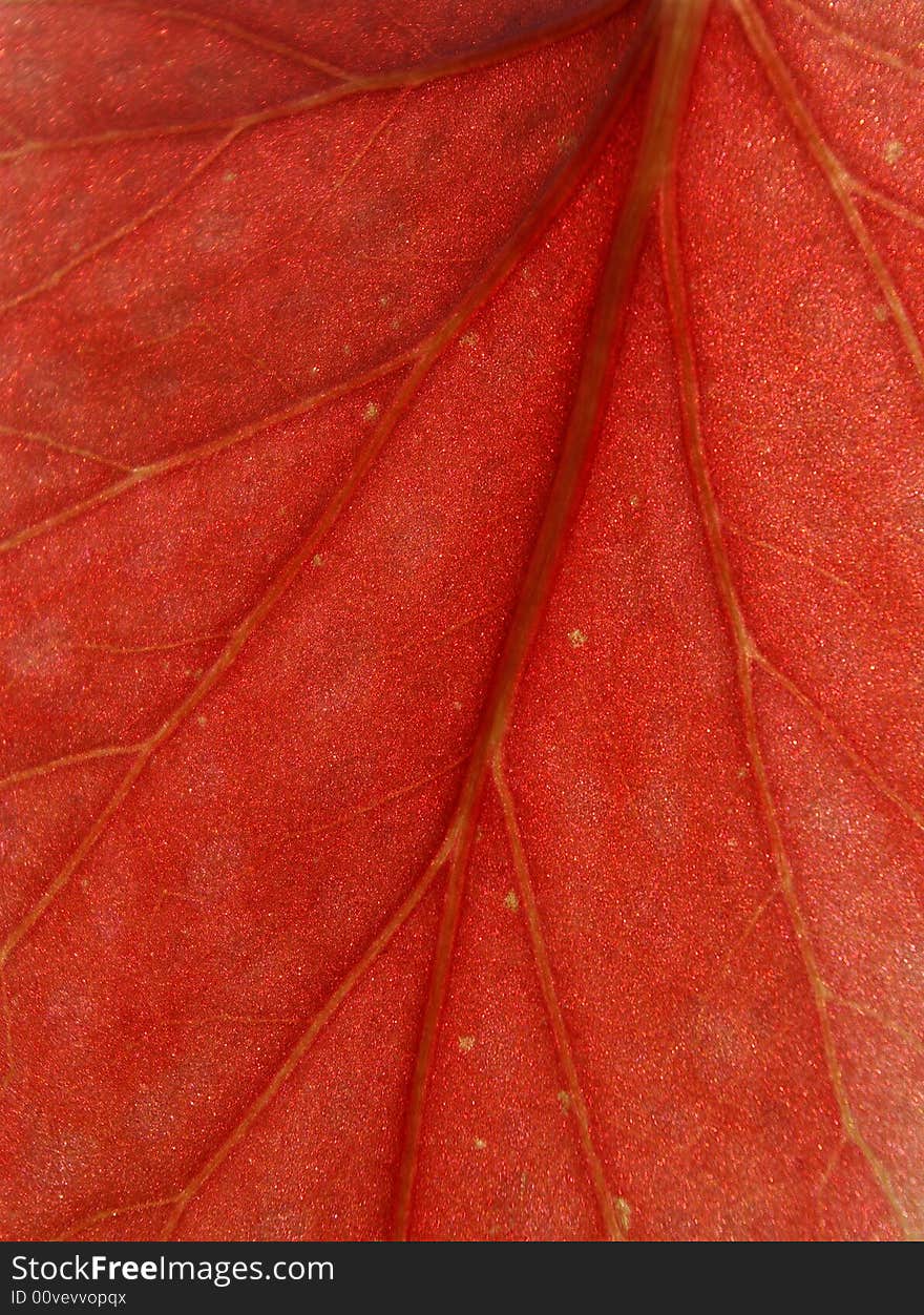 Red Leaf Macro