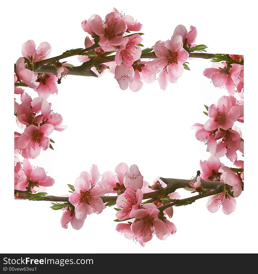 Frame from pink peach flowers