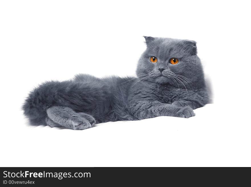 Scottish fold cat grey furry plushy