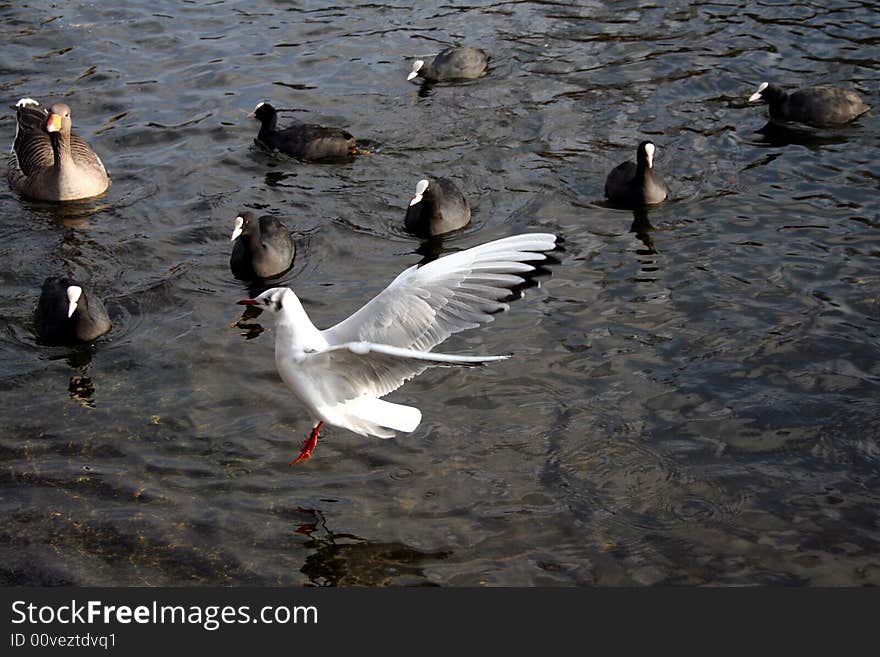 Gull is coming to the water surface among ducks and other birds. Gull is coming to the water surface among ducks and other birds