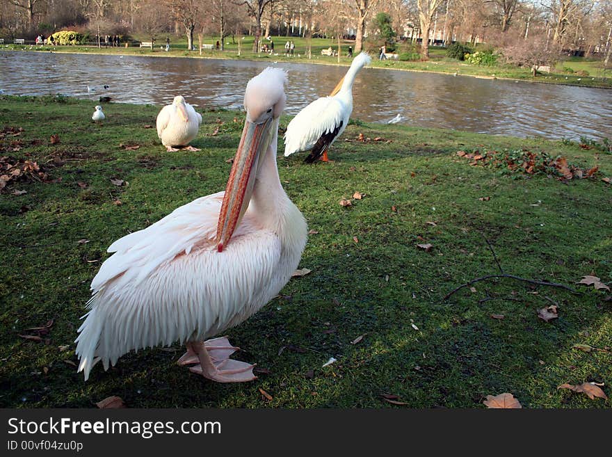 Couple of pelicans in one of the parks in London