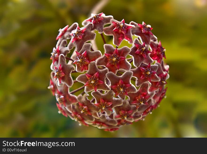 An exotic flower in the shape of a ball, made up of star shaped pedals and leaves. An exotic flower in the shape of a ball, made up of star shaped pedals and leaves.
