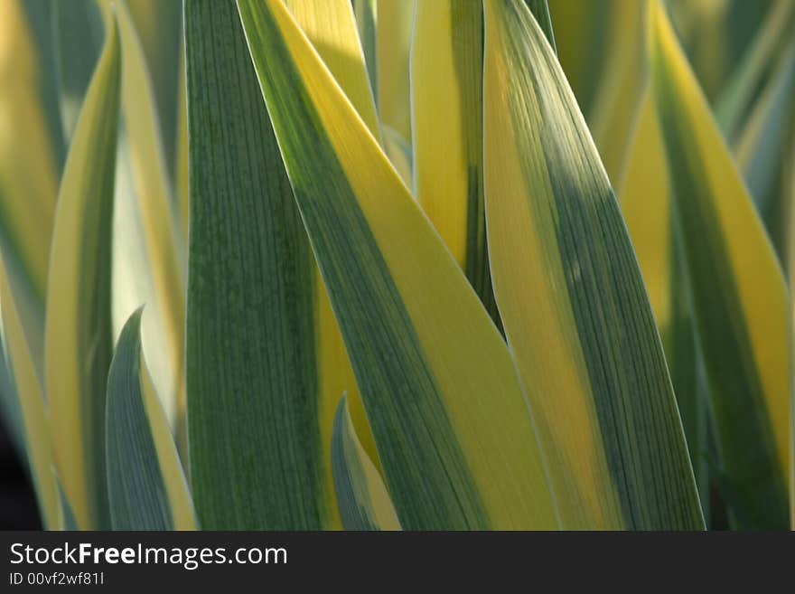 Multicolored Grass