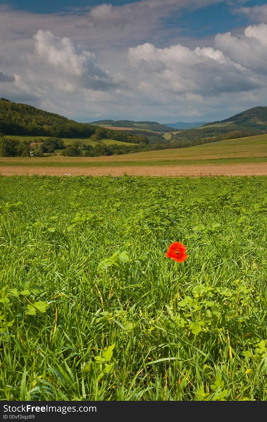 Lonely red poppy