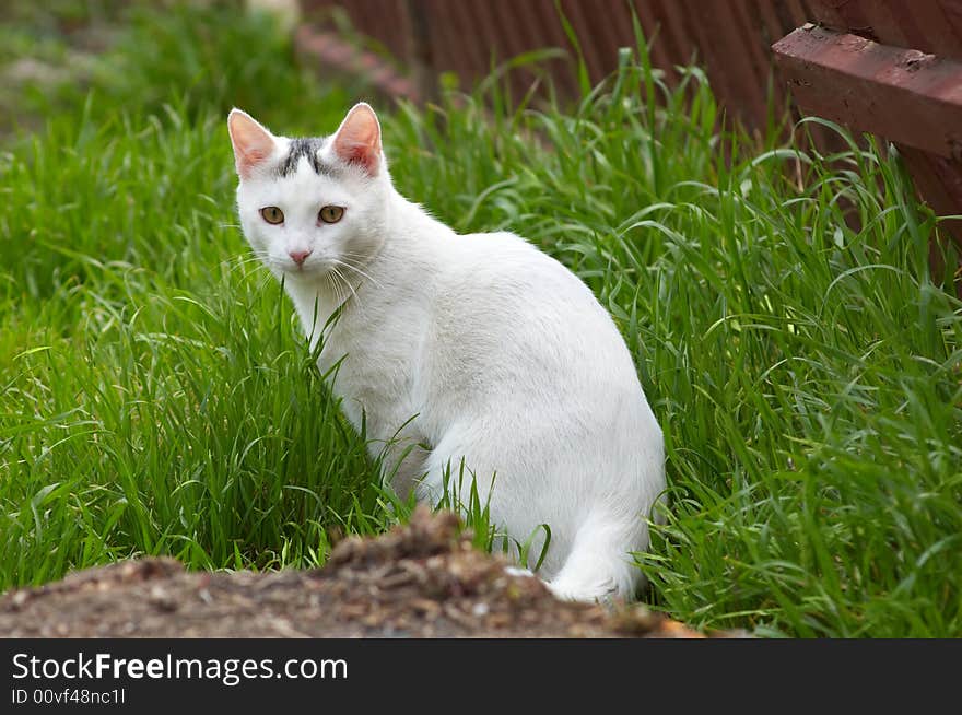 Serious white stray cat sitting in the green grass. Serious white stray cat sitting in the green grass