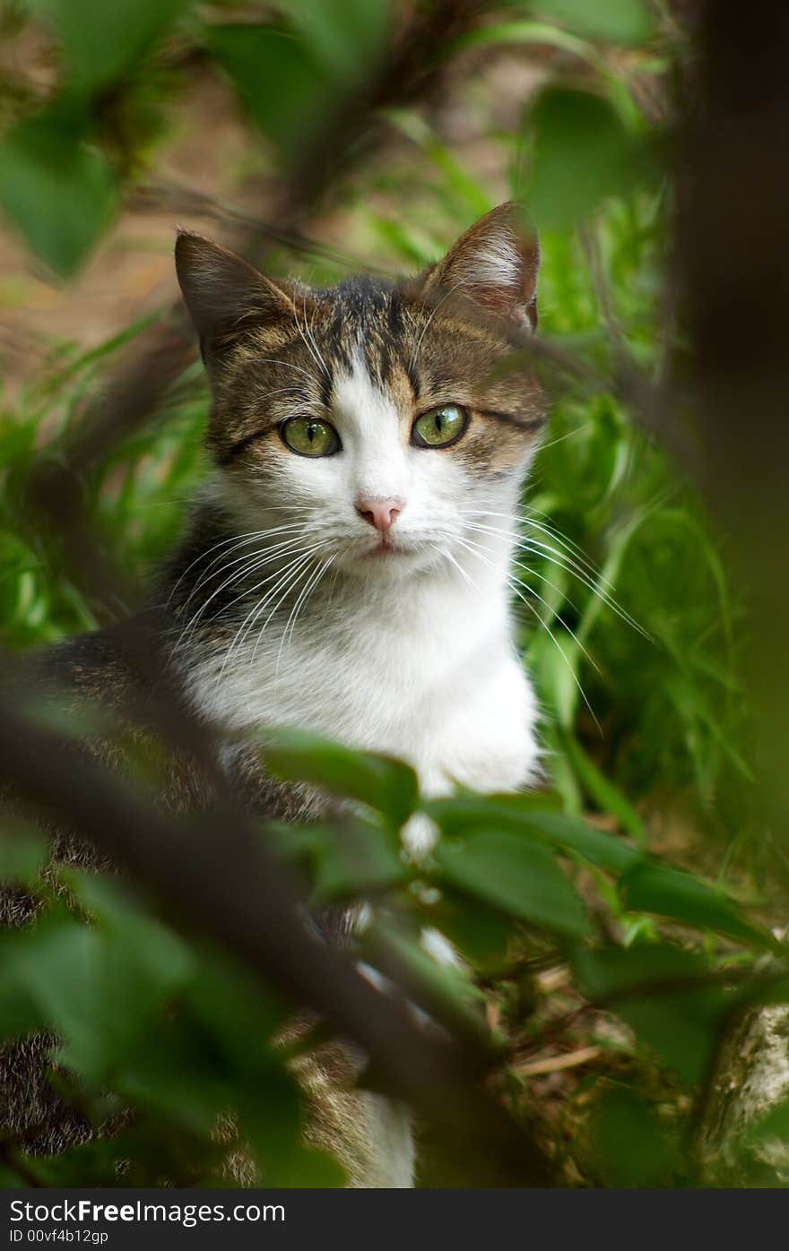 Stray cat hiding in the bush