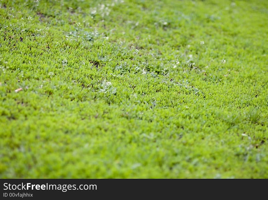 Green color background grass field. Green color background grass field