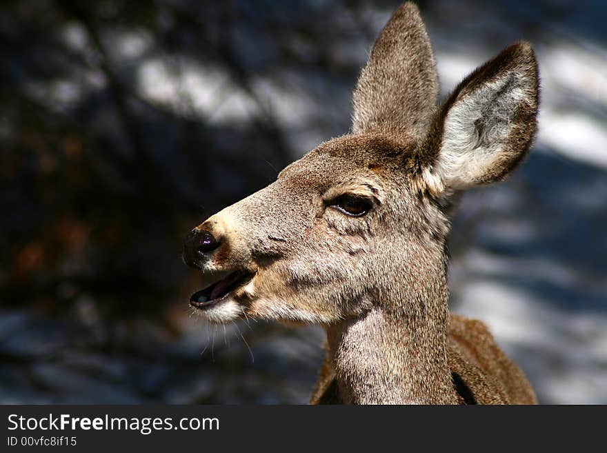 Young mule deer browsing in early spring. Young mule deer browsing in early spring