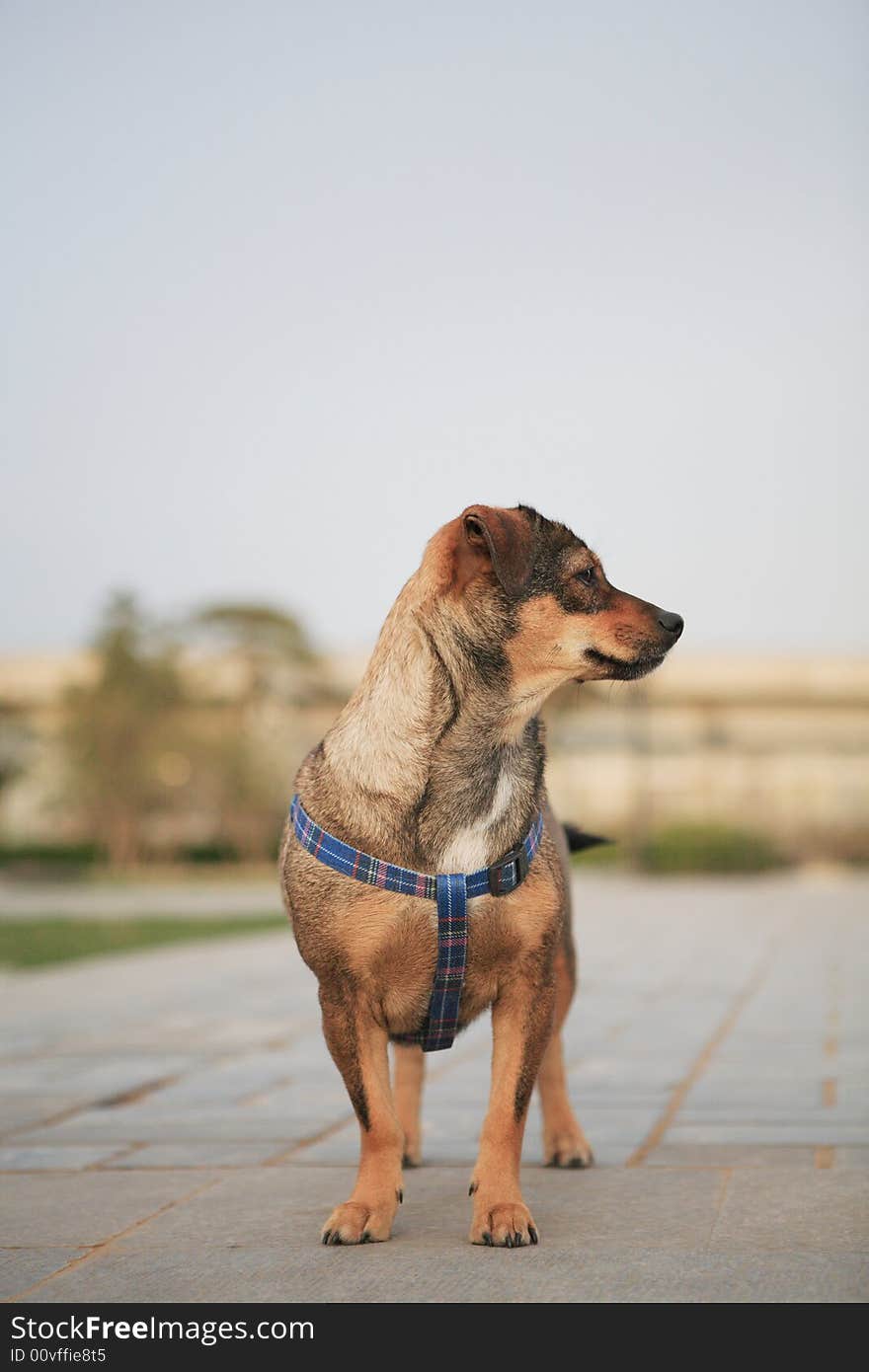 A dog stand up
on the ground and looking aside.