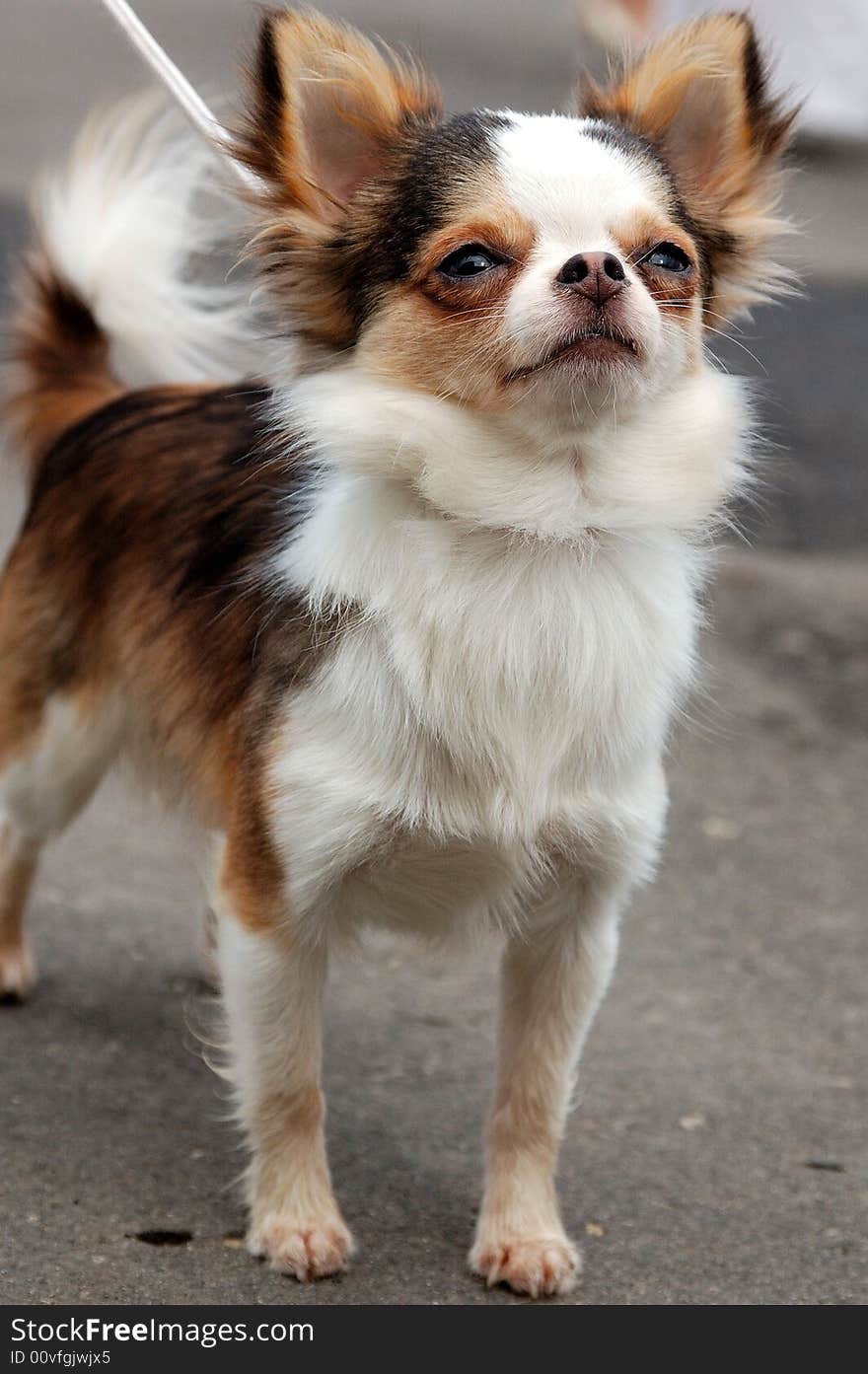 Pretty chihuahua