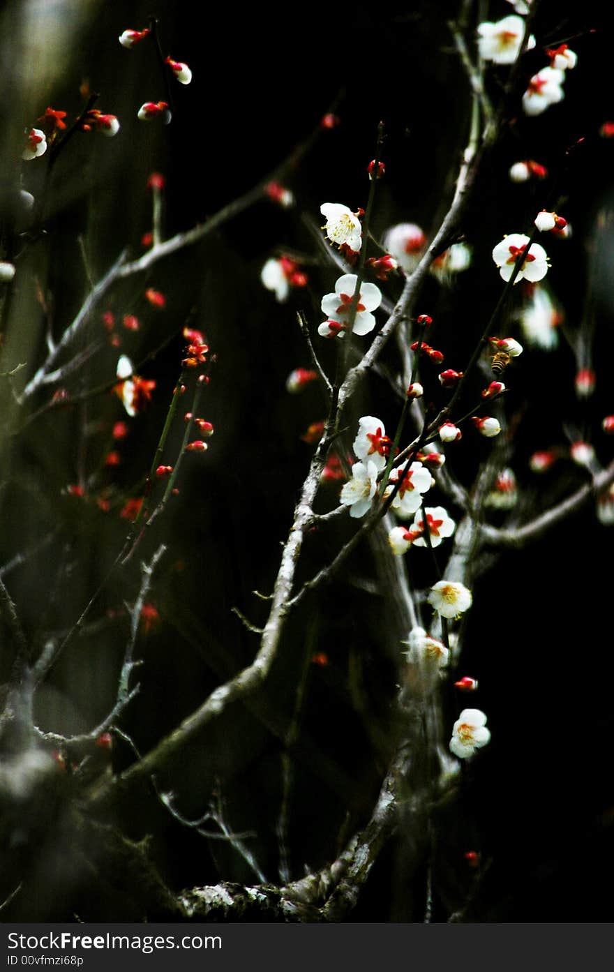 The Plum tree and flowers in full bloom,white plum blossoms.