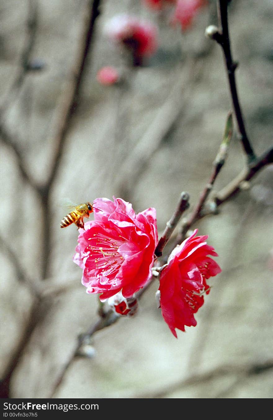 Spring peach flowers