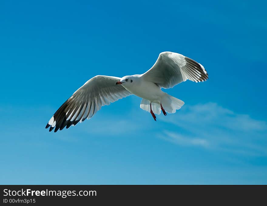 Close-up of seagull, flying over blue sky