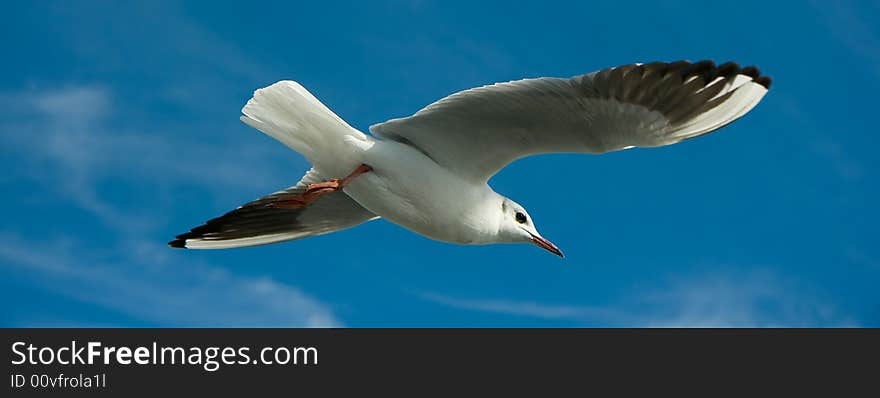 Close-up Of Seagull