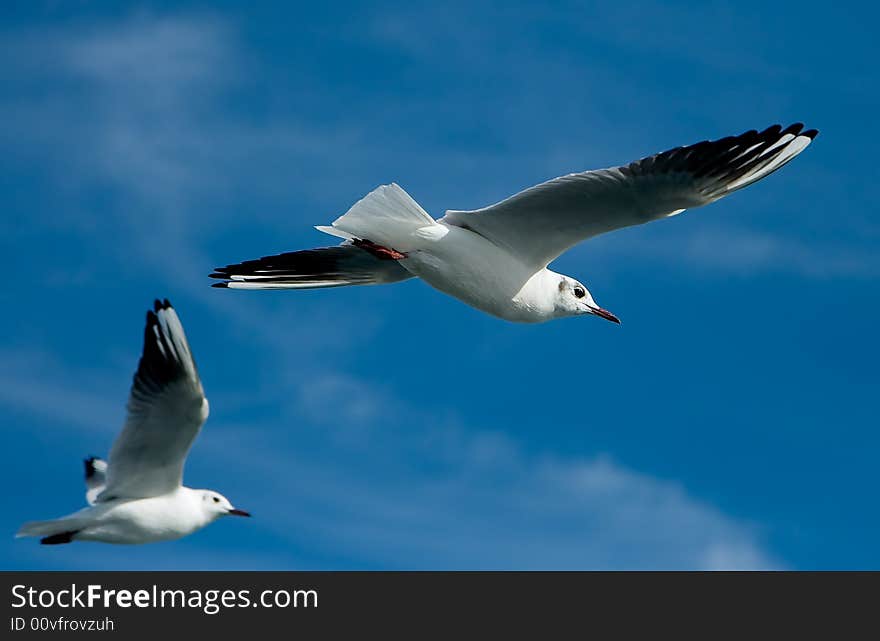 Close-up of seagulls, flying over blue sky