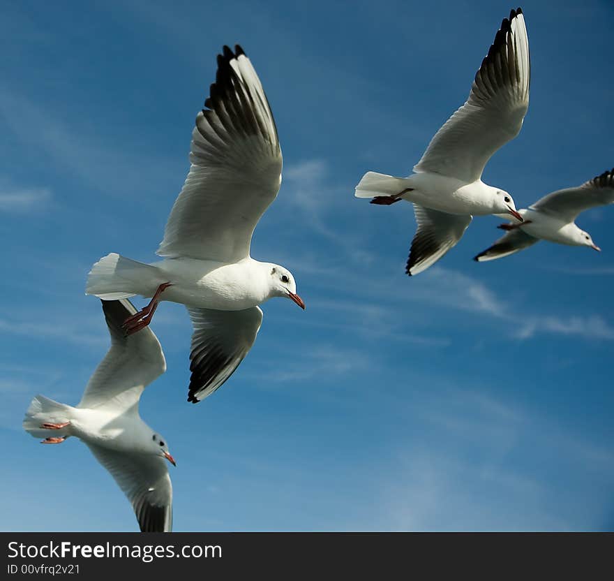 Close-up of seagulls, flying over blue sky