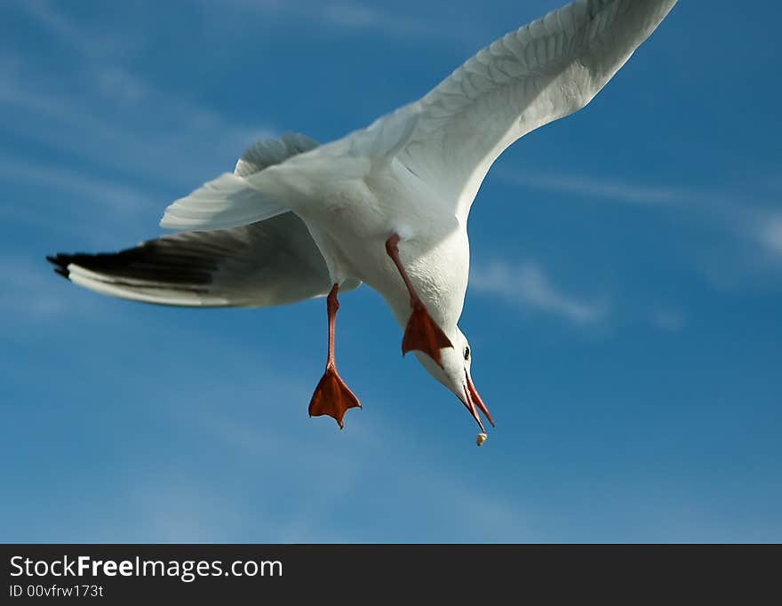 Close-up of seagull, flying over blue sky