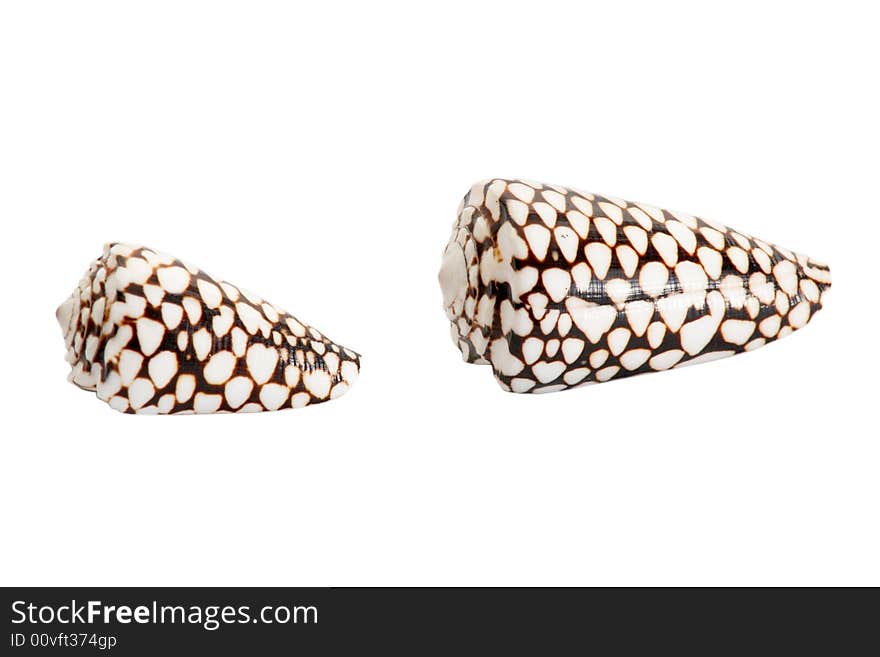 An image of isolated seashells. An image of isolated seashells