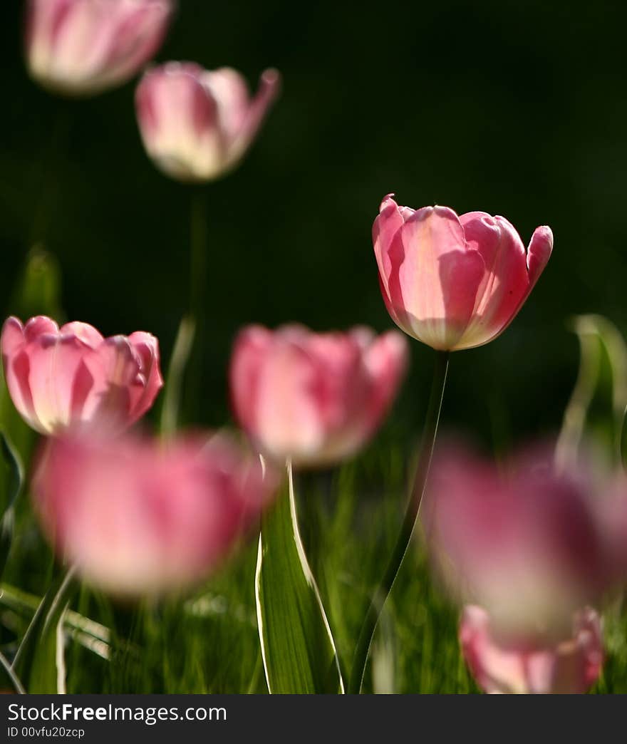 Pink tulips blooming early in spring