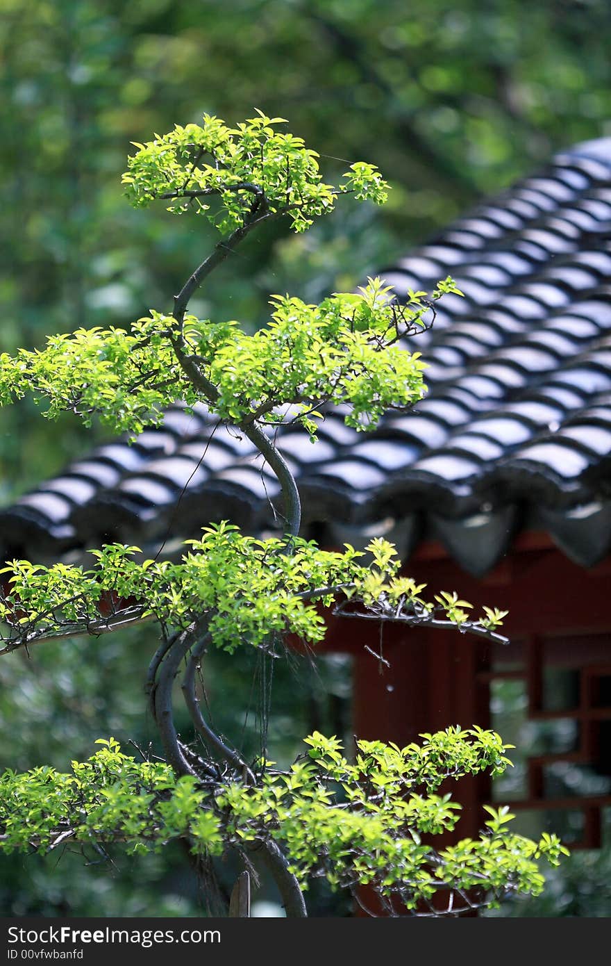 Chinese Penjing, miniascape miniature garden. Chinese Penjing, miniascape miniature garden.