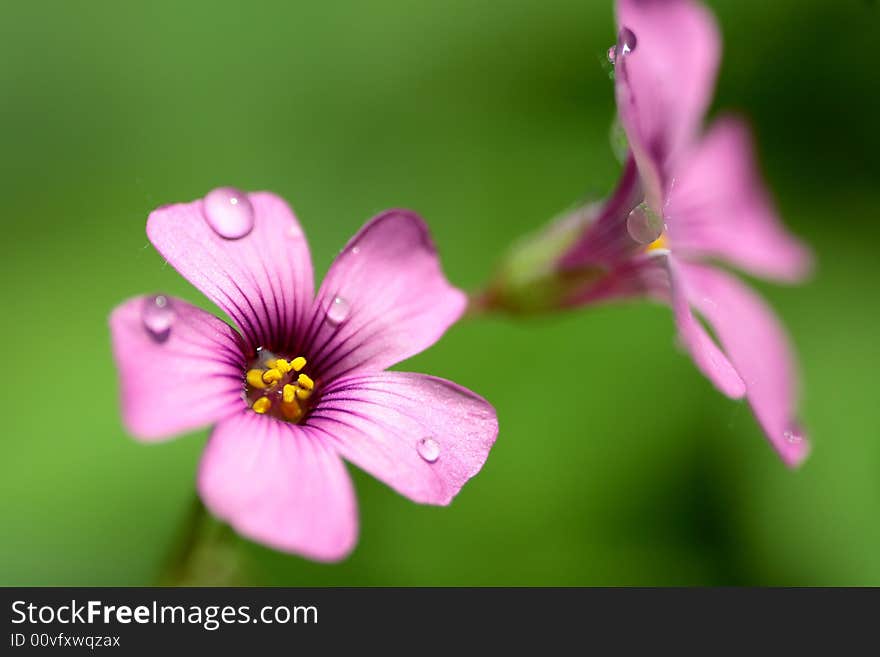 Nameless Flower Close Up