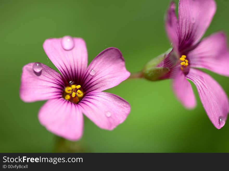 Nameless Flower Close Up