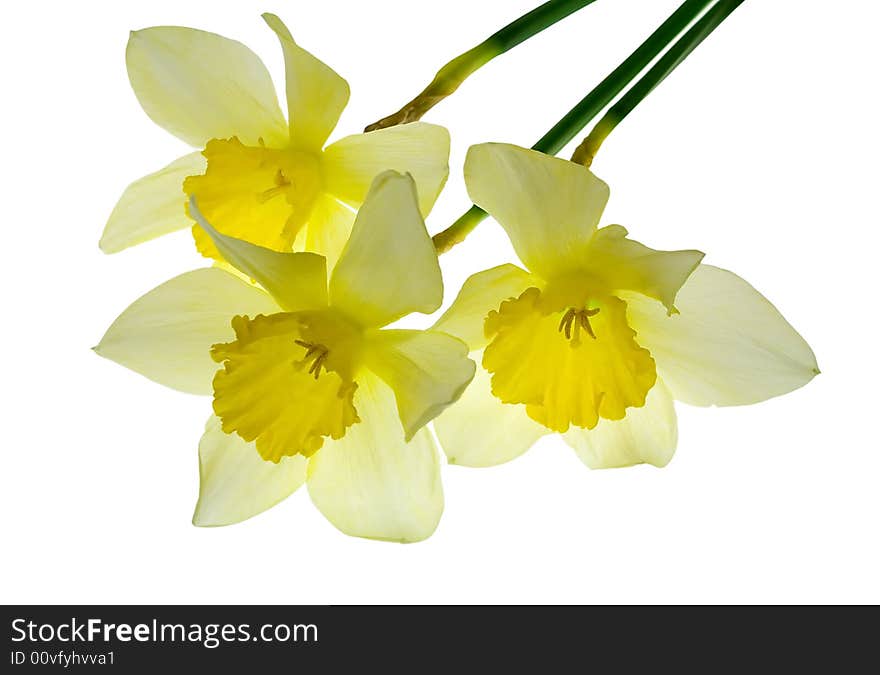 Three nice isolated yellow flowers. Three nice isolated yellow flowers