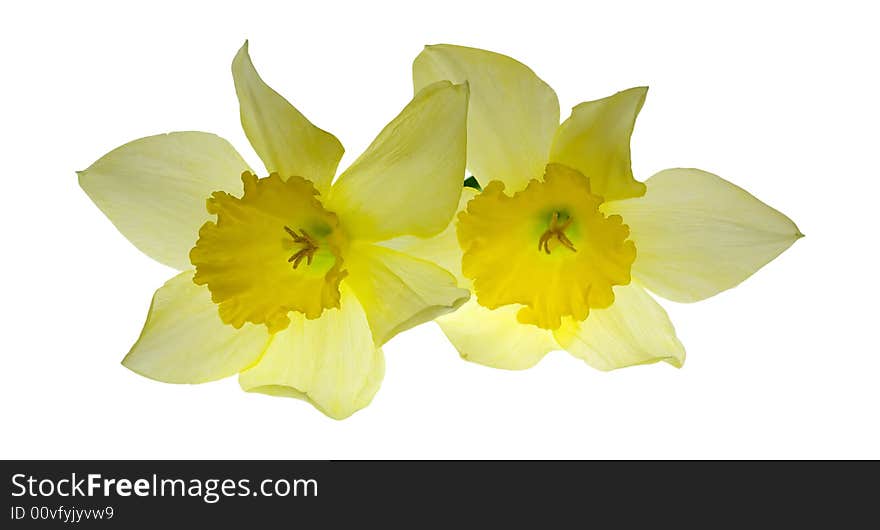 Two nice isolated yellow flowers. Two nice isolated yellow flowers