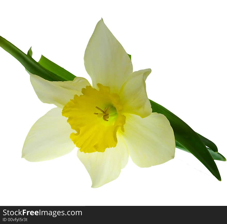 One nice isolated yellow flowers