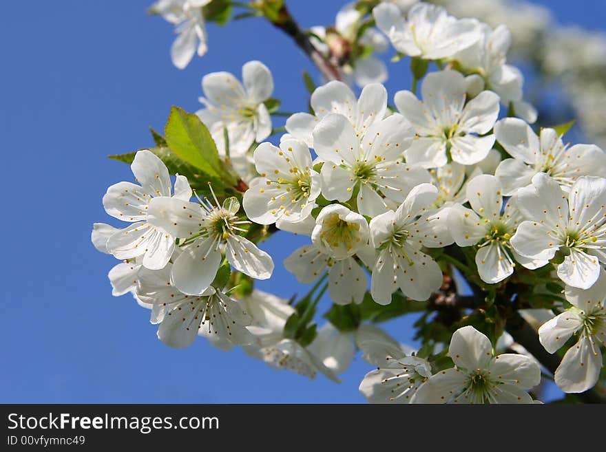 Beautiful white flower on blue background