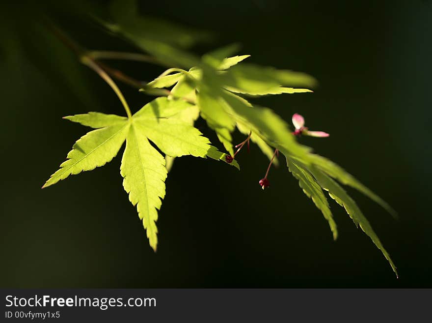 Beautiful green leaves in sun light