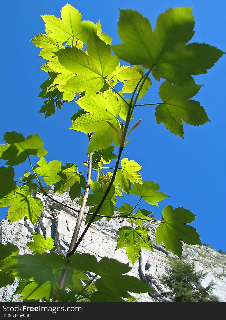 The Branches With Green Leaves