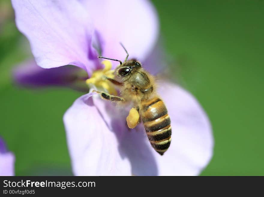 A Bee hovering while collecting pollen. Hairs on Bee are covered in yellow pollen as are it's legs. A Bee hovering while collecting pollen. Hairs on Bee are covered in yellow pollen as are it's legs.