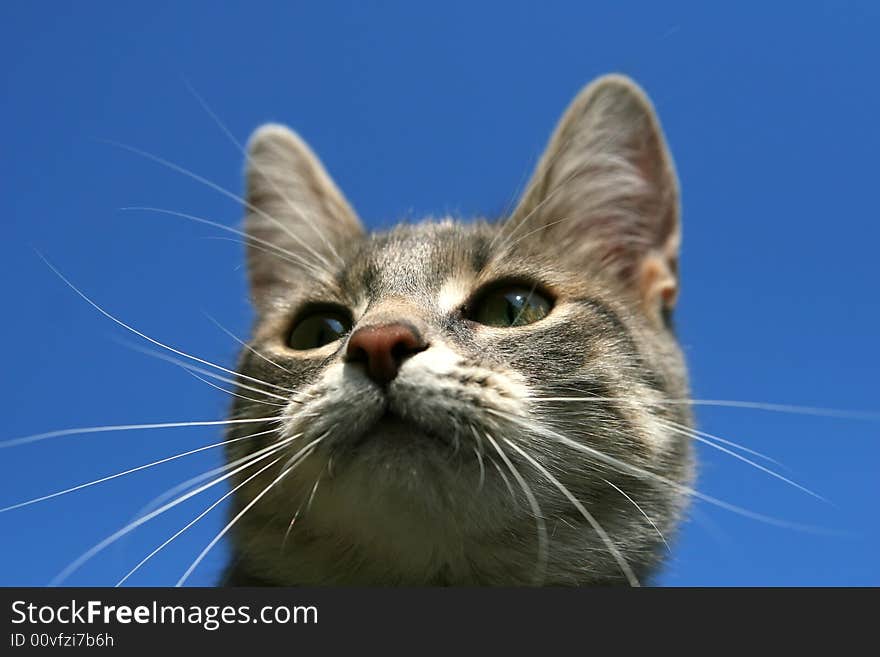 Cat on blue background