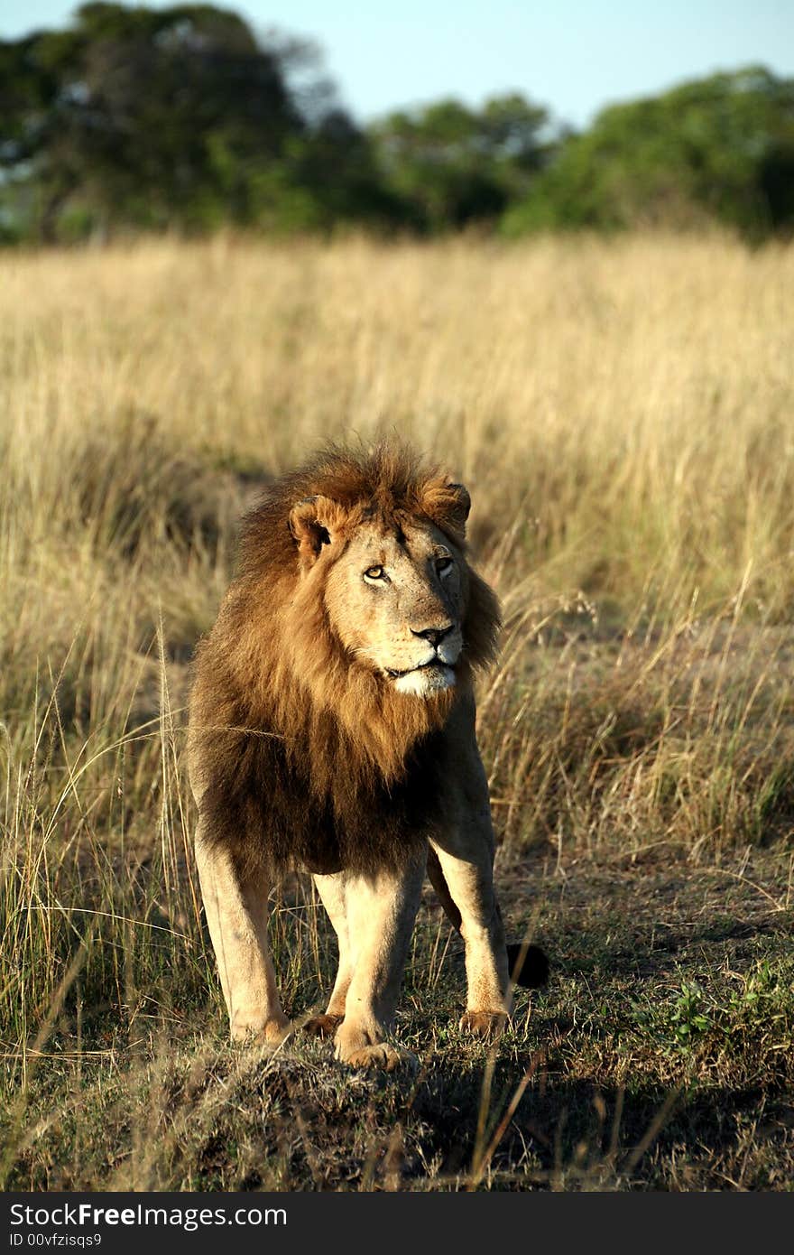 Majestic lion standing in the grass in the Masai Mara Reserve in Kenya