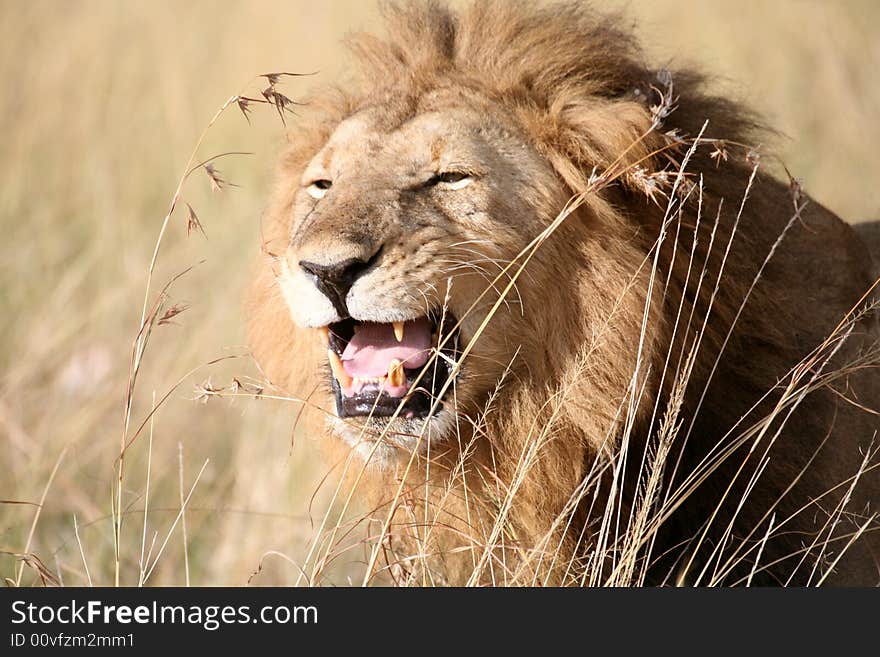 Majestic lion standing growling in the grass in the Masai Mara Reserve in Kenya