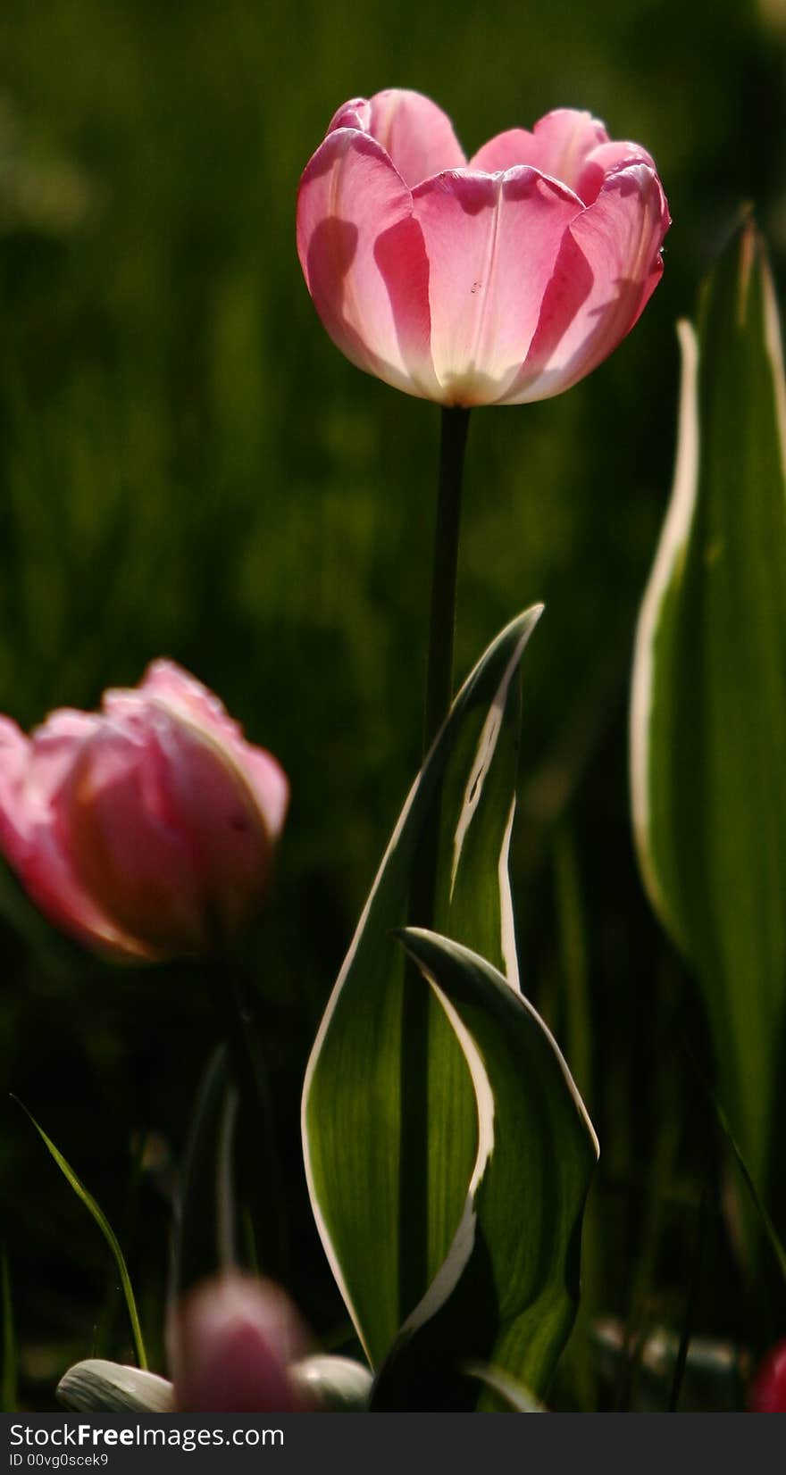 Pink tulips blooming early in spring