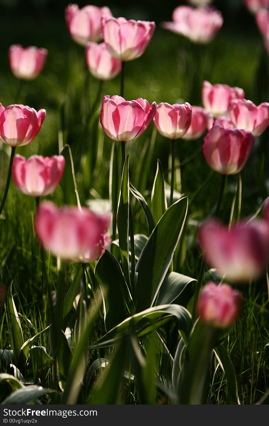 Pink tulips blooming early in spring