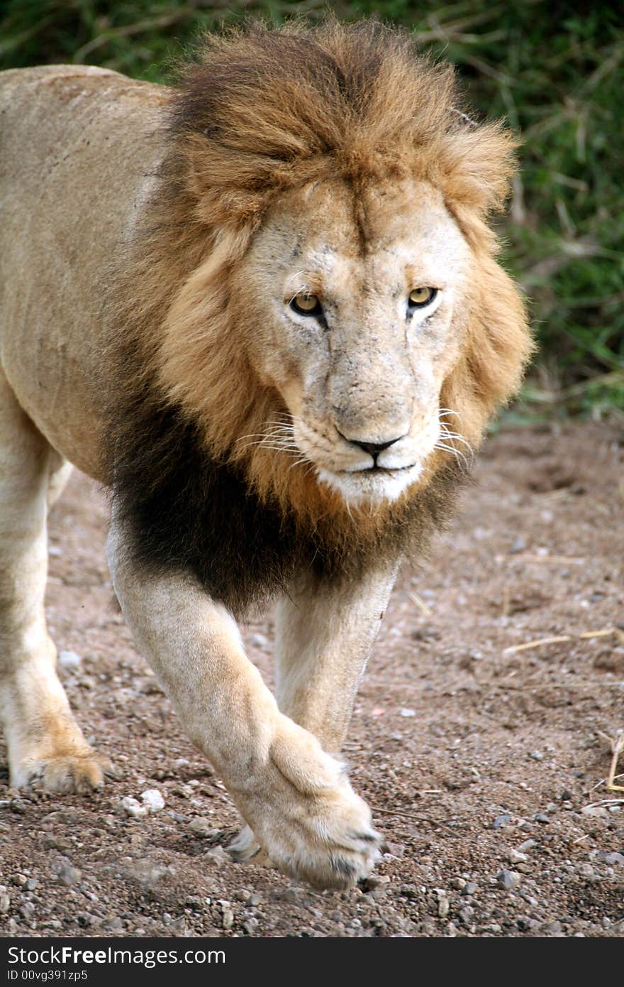 Lion Walking Through A Dried River Bed